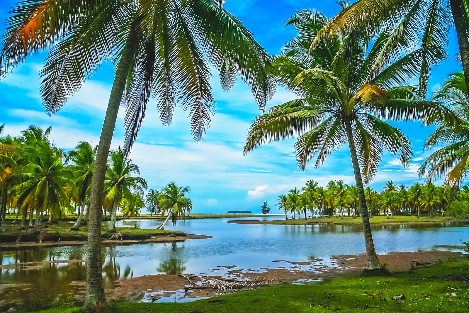 coastal landscape of florida with palm trees and water