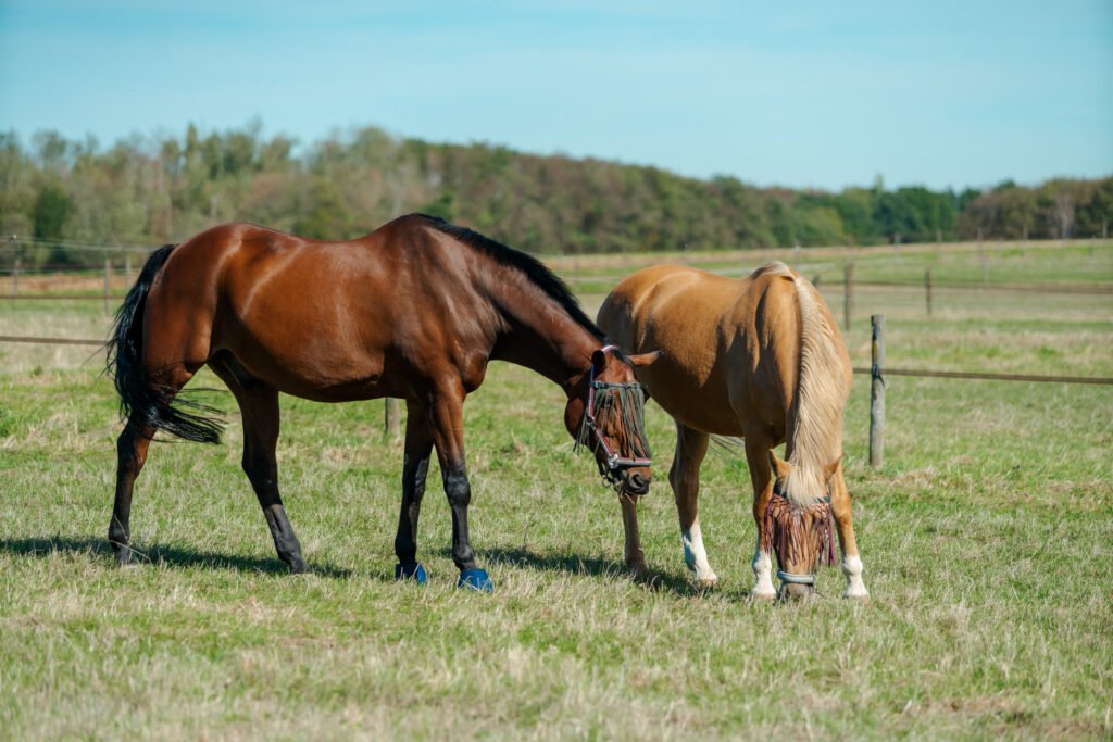 Horses at horse farm. Country summer landscape